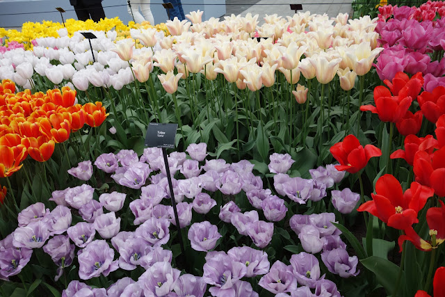 Tulips City